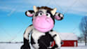 have moorice the cow create a custom puppet video