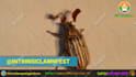 create a pest control video or bedbugs, insect control video