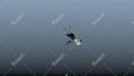 do 3d rigging and animation for maya, blender, unreal, unity