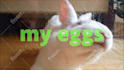make this bunny licking your logo or text video