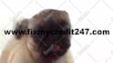 make a pug lick your logo or text only