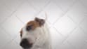 make funny dog licking video with your logo