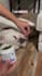create ugc ad videos for your dog product or pet brand