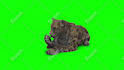 put 3d animal character cgi in your video