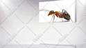 create pest control 2d animated promo video