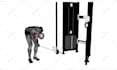 do 3d animated gym exercises and yoga poses