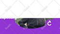 create lottie and GIF animations for your icon wep
