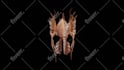 create realistic 3d animals and animation