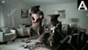 do funny short pest control video