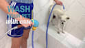 customize this video to promote your pet business