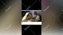 create monetizable cute funny pets compilation videos