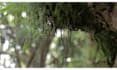 create HD relaxing rain videos
