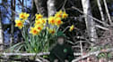 be your magical Leprechaun on video