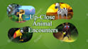custom 3d animated explainer or sales 4k video with voiceover