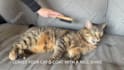 be a cat model for you