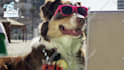 make a funny video commercial with a dog at the beach