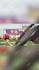 create creative event promo video with special bonus