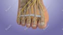 do 3d medical animation