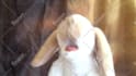 sing happy birthday with my rabbit puppet