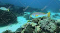 edit your underwater videos with color grade