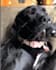 make funny dogs compilation videos for youtube and facebook