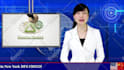 make a breaking news chinese female spokesperson video