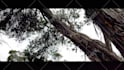 do cinematic travel, drone video editing for you