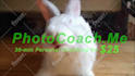make this bunny licking your logo or text video