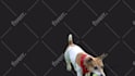 provide professional rotoscoping, vfx, and keying