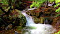 create perfect 4k relaxing music, nature sounds, nature, rain video