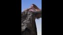 do industry level rotoscoping and chroma key