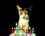 make a happy birthday dog or cat singing video