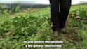 subtitle in spanish or english