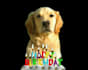 make a happy birthday dog or cat singing video