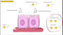 draw illustration for figures in biology books