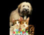make a happy birthday dog or cat singing video