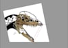 do reconstructions of organisms and prehistoric environments