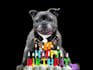 make a happy birthday dog or cat singing video
