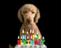 make a happy birthday dog or cat singing video