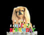 make a happy birthday dog or cat singing video