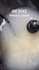 design 30 social media posts reels motion posters and pins for you