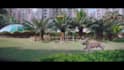 do professional video editing and motion graphics