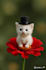 animate your still pictures and will bring them into life