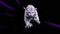 create animated logo, custom 2d 3d promo ads, customize video templates