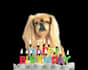 make a happy birthday dog or cat singing video