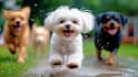 do ai video art,  animation videos for your buisness,