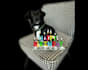 make a happy birthday dog or cat singing video