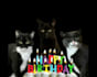 make a happy birthday dog or cat singing video