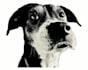 make a happy birthday dog or cat singing video