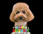 make a happy birthday dog or cat singing video